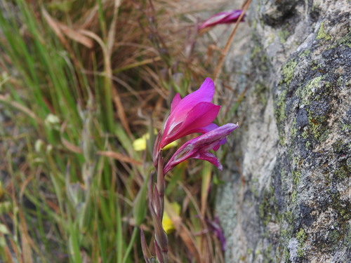 Image of Gladiolus by (c) Duarte Frade, some rights reserved (CC BY)