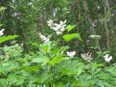 Filipendula camtschatica