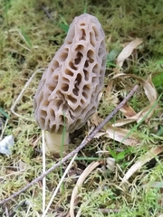 Morchella tridentina