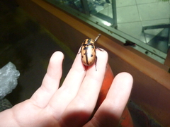 Cyclocephala mafaffa