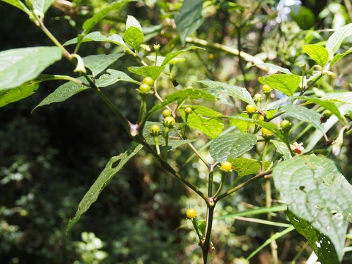 Beckner lycianthes (Lycianthes beckneriana)
