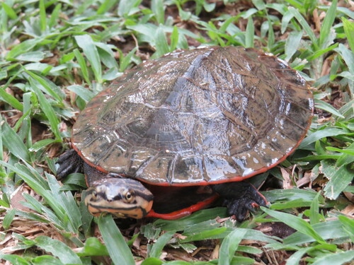 Phrynops tuberosus