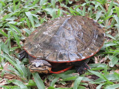 Guianan Side-Necked Turtle photo 1