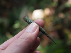 Abronia monticola