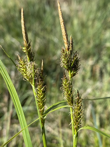 Carex X xanthocarpa