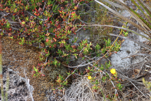 Image of Lampranthus promontorii by (c) Tony Rebelo, some rights reserved (CC BY-SA)