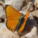 Lycaena kefersteinii - Photo (c) Joey Bom, some rights reserved (CC BY-NC), uploaded by Joey Bom