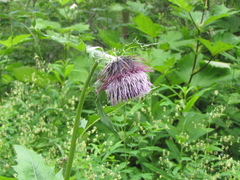 Cirsium kamtschaticum