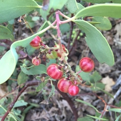 Arctostaphylos mewukka
