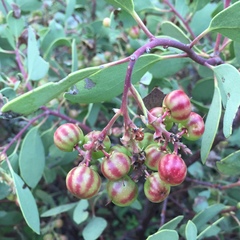 Arctostaphylos mewukka