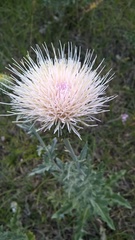 Cirsium undulatum