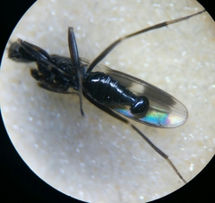 Tachydromia annulimana