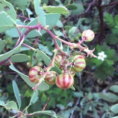 Arctostaphylos mewukka