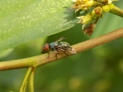 Senopterina caerulescens