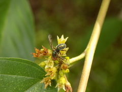 Senopterina caerulescens