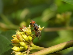 Senopterina caerulescens