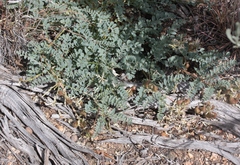 Astragalus lentiginosus nigricalycis