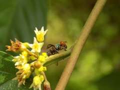 Senopterina caerulescens
