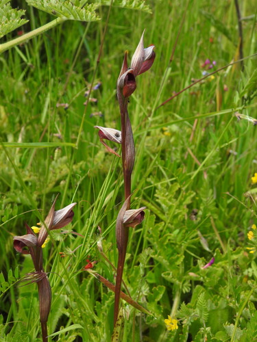 Image of Serapias strictiflora by (c) Duarte Frade, some rights reserved (CC BY)