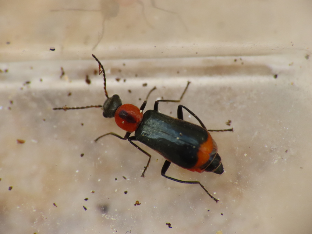 Attalus minimus