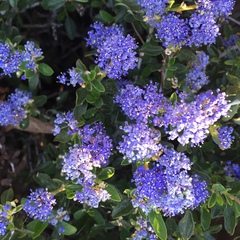Ceanothus lemmonii