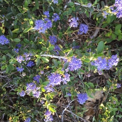 Ceanothus lemmonii