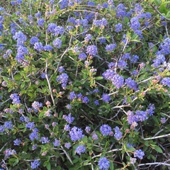 Ceanothus lemmonii