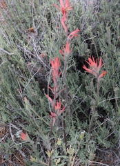Castilleja subinclusa