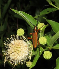 Plinthocoelium suaveolens