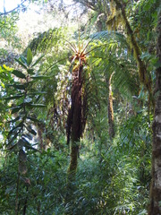 Cyathea divergens