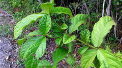Cordia nodosa