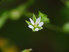 Arenaria leptoclados