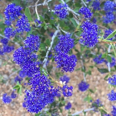 Ceanothus lemmonii