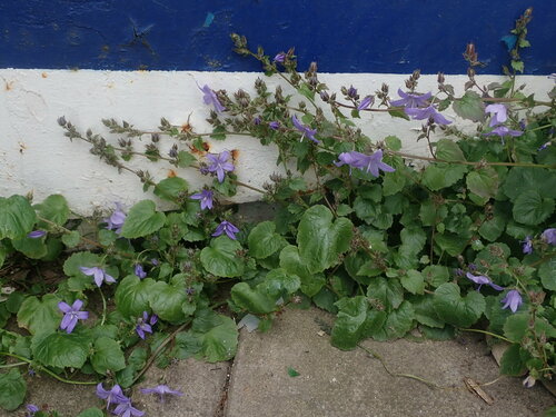 Campanula poscharskyana