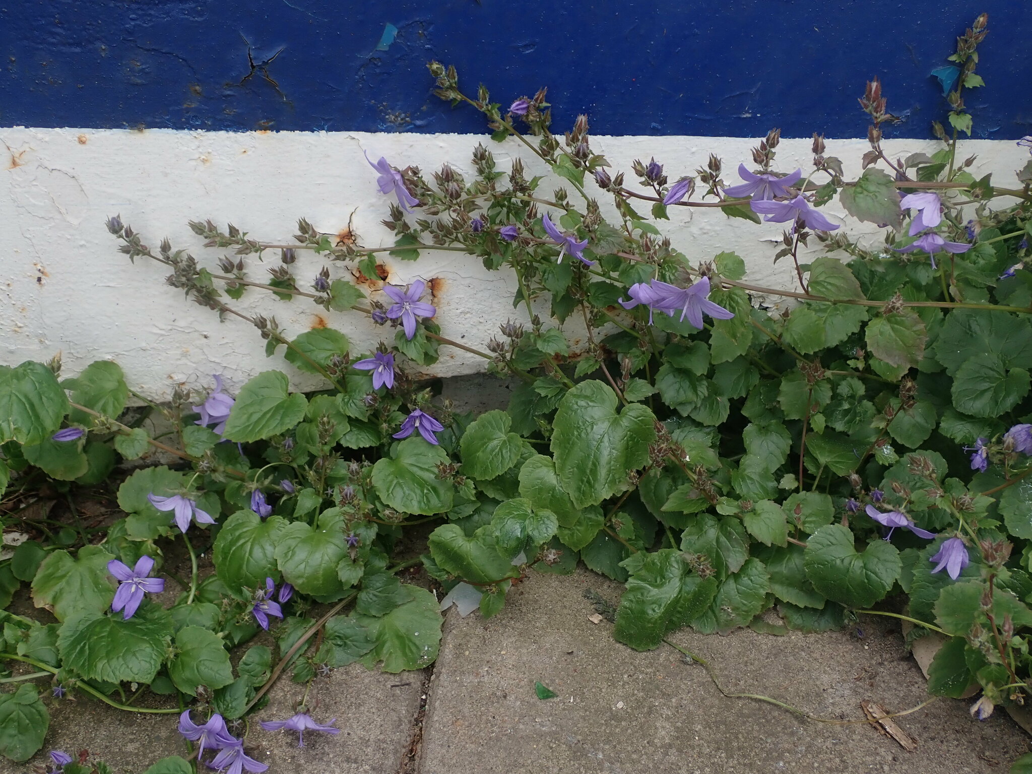 Campanula poscharskyana
