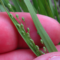 Dichanthelium linearifolium