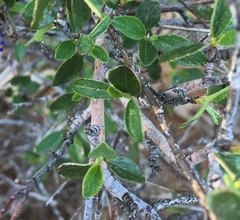 Ceanothus lemmonii