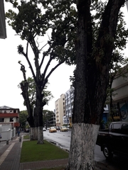 Swietenia macrophylla