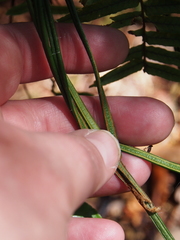 Image of Vittaria graminifolia