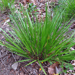 Dichanthelium linearifolium