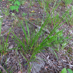 Carex cephalophora