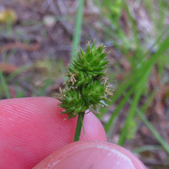 Carex cephalophora