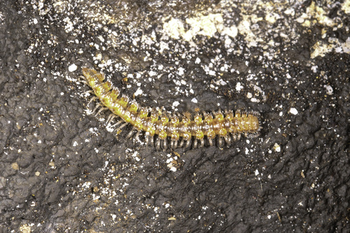Keeled Millipede