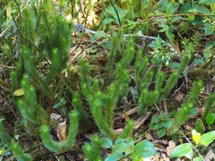 Phlegmariurus hippurideus