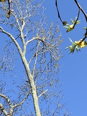 Colaptes auratus