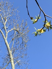 Colaptes auratus