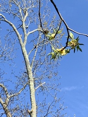 Colaptes auratus