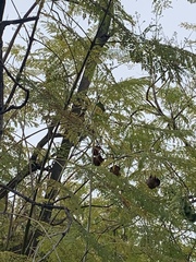 Vachellia campechiana