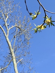 Colaptes auratus