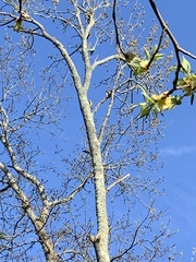 Colaptes auratus